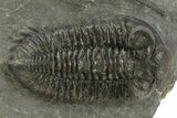 Bug-Eyed Coltraneia Trilobite Fossil - Ofaten, Morocco #381473-3